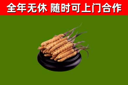 船山区回收冬虫夏草